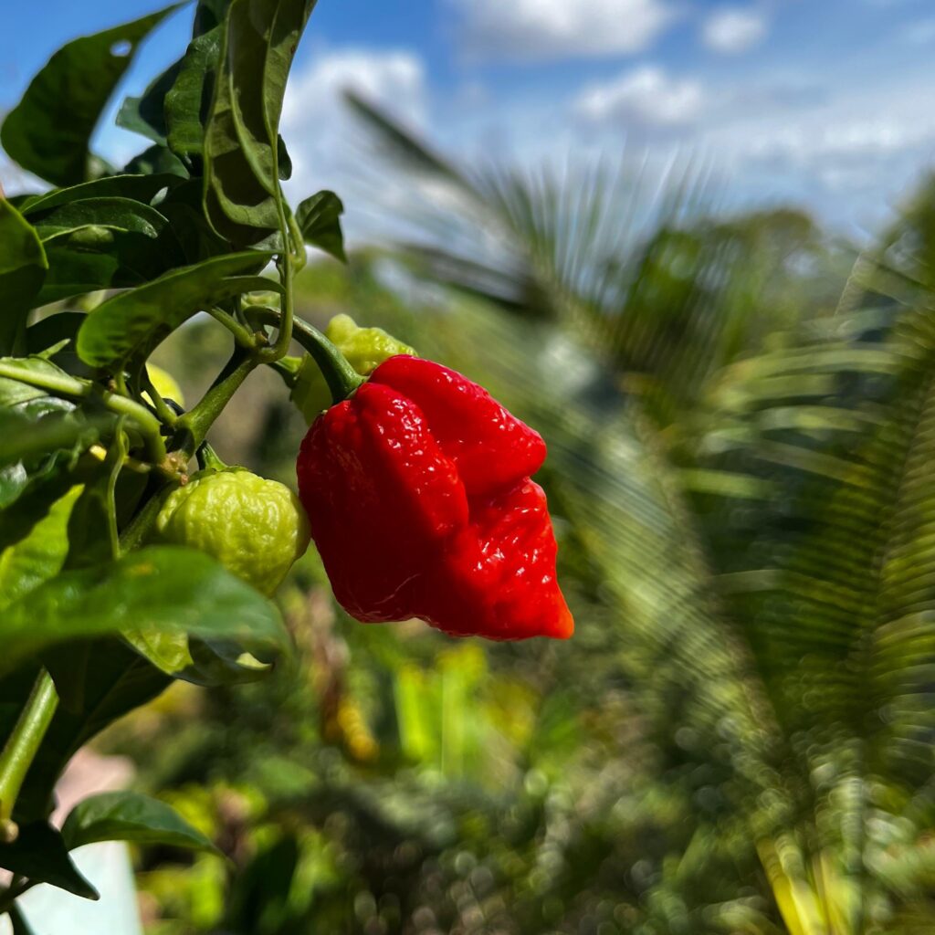 sungrown harvests pepper field