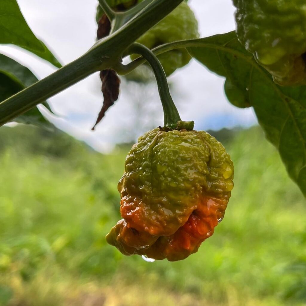 Sungrown harvests scorpion pepper growing